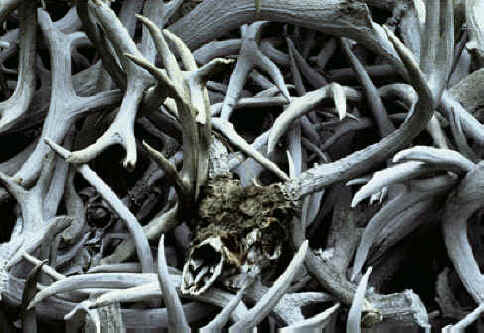 Antlers